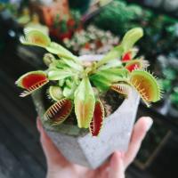 ราคา 100เมล็ด เมล็ดพันธุ์ กาบหอยแครง พืช​กิน​แมลง ​ กับดักงับแมลง ต้นไม้กินแมลง กาบหอยแครงฟันฉลาม (3062559490)