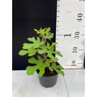 ราคา มะเดื่อฝรั่ง Fig พันธุ์ Zaffiro (29880464626)