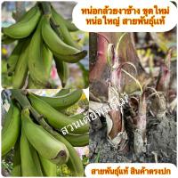 ราคา หน่อกล้วยงาช้าง ขุดใหม่หน่อใหญ่ สายพันธุ์เเท้ (20872472105)