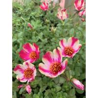 ราคา คุณนายตื่นสายทรูโทรขาวชมพู (8678234614)