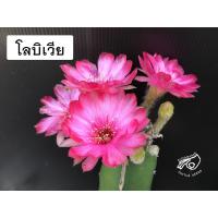 ราคา โลบิเวีย Lobivia อิชินอปซิส bravoo ชมพู โลบีเวีย หน่อเด็ดสด หน่อ อิชินอป Echinopsis กระบองเพชร แคคตัส เมล็ดกระบองเพชร (5496788543)