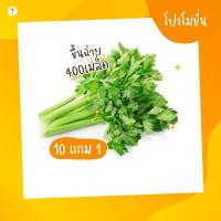 ราคา ขึ้นฉ่าย เมล็ดพันธุ์ผัก ผักสวนครัว 10แถม1 คละได้ (22358283306)