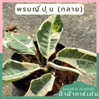 ราคา ร่มญี่ปุ่น ด่างขาว ขนาด 4 นิ้ว (27867662467)