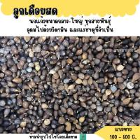 ราคา ลูกเดือยสด (แบ่งขาย 200-500 G.) อาหารนกแก้วขนาดกลาง-ใหญ่ ทุกสายพันธุ์ (28309217394)