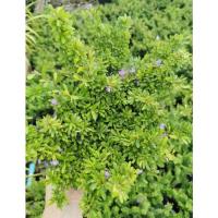 ราคา ม่วงเจริญหรือหลินซาน กระถาง 8 นิ้ว (10716573768)