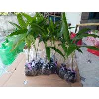 ราคา ต้นหมากนวล หมากประดับ ต้นกล้าหมาก (26702823552)