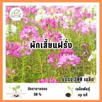 ราคา เมล็ดพันธุ์ดอกผักเสี้ยนฝรั่ง 300 เมล็ด (50002752002)