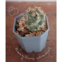 ราคา แมมชูแมนนิอาย (Mammillaria schumannii )ไซส์ 3-3.5 cm. (12317683691)