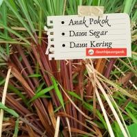 ราคา ต้นกล้าตะไคร้หอม/ใบสด/ใบแห้ง (55006039045)