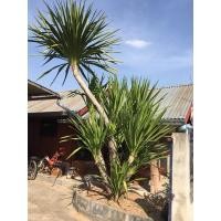 ราคา ต้นจันผา ปลูกเองที่บ้าน (15321122889)