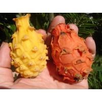 ราคา แก้วมังกรแคระ สีส้ม (ทานได้) ขายกิ่งสด (22575645878)