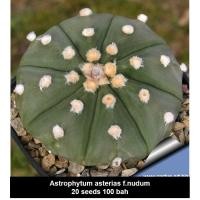 ราคา Astrophytum asterias f.nudum 20 seeds 100 baht (878306113)