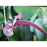 ราคา เมล็ดไก่ฟ้าพญาลอหรือกระเช้าสีดา 10 เมล็ด ซองละ 49 บาท ว่านไก่ฟ้าพญาลอ ว่านไก่ฟ้าพญาแล ว่านดอกไก่ กระเช้าสีดา (19778507049)