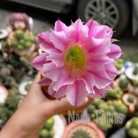 ราคา อิชินอปไฮบริด พิ้งแองเจิ้ล แคคตัส ดอกสีชมพู (8920474098)