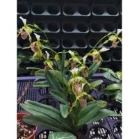 ราคา รองเท้านารีเชียงดาว (Dianthum) (22857397039)