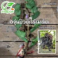 ราคา ต้นองุ่นพันธุ์บิวตี้ ซีดเลส (กิ่งตอนตอป่าติดตา) แท้% ซื้อ5กิ่งแถมฟรี1กิ่ง หวาน กรอบ อร่อย (18348289001)