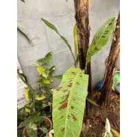 ราคา กล้วยป่าด่าง ทับทิมสยาม (43258980381)