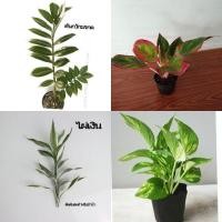 ราคา ต้นกวักมรกตไม้มงคล ต้นกวักมรกตไม้ฟอกอากาศภายในบ้าน (ส่งแบบดินหุ้มราก) (1890884475)