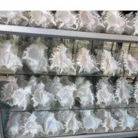 ราคา ราคาต่อ 1 ตัว เปลือกหอยสังข์หน้ายักษ์ ขนาดใหญ่ 7-8นิ้ว (8917737424)