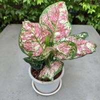 ราคา Aglaonema sp. Tricolor Anyamanee อโกลนีมา อัญมณีสามสี (8175951200)