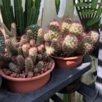 ราคา กระบองเพชร แคคตัส cactus MKCactus กระถาง5นิ้ว (2714199475)