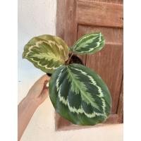 ราคา คล้านกยูงเขียว ต้นคล้า ขายต้นในตามภาพ ใบใหญ่ค่ะ คล้าใบมีตำหนิง่ายทักแชทดูต้นปัจจุบันได้ค่ะ (3456720547)