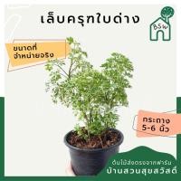 ราคา เล็บครุฑใบด่าง กระถาง 5-6 นิ้ว (15679055249)