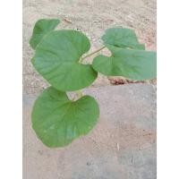 ราคา ต้นพันธุ์ น้ำเต้า พร้อมปลูกในถุงดำ 29 บาท น้ำเต้า (bottle gourd) (24144036161)