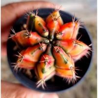ราคา Gymnocalycium​ Cactus​ Canelian (12842203724)