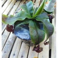 ราคา หม้อข้าวหม้อแกงลิง(พืชกินแมลง)(หม้อสีแดง) (7654785994)