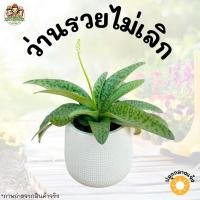 ราคา ว่านรวยไม่เลิก กระถาง 4 นิ้ว ไม้มงคล ปลูกแล้วจะรับทรัพย์ ไม้ประดับในร่ม ไม้ประดับ ไม้ใบ เก็บเงินปลายทาง (13876209073)