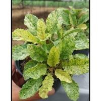 ราคา มะพร้าวทะเลทรายใบด่างเหลืองไฮบริด ใบด่างสวยๆ (43373646310)