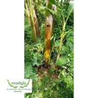 ราคา หน่อกล้วยหักมุกทอง หน่อกล้วยหายาก (16570185426)