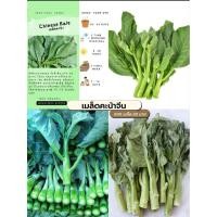 ราคา เมล็ดคะน้าChinese kale 500 เมล็ด (1868730697)