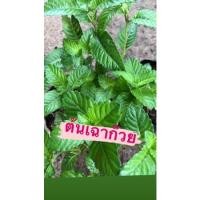 ราคา ต้นเฉาก๊วย กระถาง5นิ้ว พร้อมปลูก (11720964079)