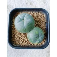 ราคา Lophophora fricii ไม้เมล็ดแฝดติดด่าง (25362736938)