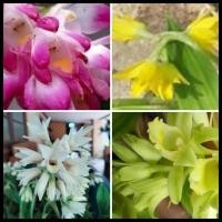 ราคา ว่านจูงนาง รวม4สี4หัว(นางตาม)แยกสีให้ กล้วยไม้ดิน ดอกหรือต้นแช่น้ำมันจันทร์ป้ายปากมือหน้าช่วยสร้างเสน่ห์ ไม้มงคล (8505854872)