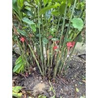 ราคา หน่อดอกดาหลาแดงภูเก็ต (49850790600)