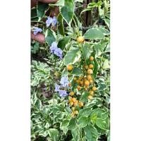 ราคา ต้นเทียนหยดด่าง(Duranta) (24151973077)