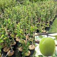 ราคา พุทรานมสด รสชาติหวานกรอบ กินมีรสชาติคล้ายนมสด ปลูกง่าย (21190470644)