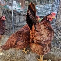 ราคา ไข่เชื้อไก่ไข่พันธุ์โรดไอส์แลนด์เรด (15657661309)