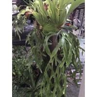 ราคา เฟรินชายผ้าสีดา จัดสวน ร้านกาแฟ (5677813706)