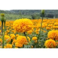 ราคา เมล็ดพันธุ์ดาวเรืองดอกใหญ่ 100 เมล็ด (4379399141)