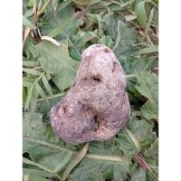 ราคา รางขาวดาวตก 38****** (45506821386)