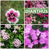 ราคา ดอกผีเสื้อ Colorfull dianthus คละสี ถูกที่สุด 10บ 30 เมล็ด ดอกสวยงอกง่าย โตไว☘️พุ่มใหญ่ (21860040675)