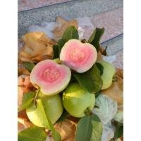 ราคา ฝรั่งหงเป่าสือ ฝรั่งไส้แดง เมล็ดน้อย ของแท้สามพราน (22759377507)