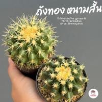 ราคา ถังทอง หนามสั้น Echinocactus grusonii var.Intermedius และ var. Brevispinus แคคตัส กระบองเพชร cactus&succulent (7254287364)