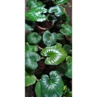 ราคา เสน่ห์จันทร์แดง ว่านเสน่ห์จันทร์แดง(King of hearts) (10022533780)