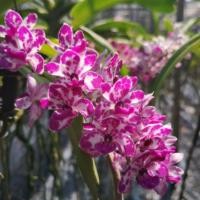 ราคา กล้วยไม้ช้างพลาย Rhyncostylis gigantea v.plai (1886058658)