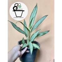 ราคา ต้นเศรษฐีใหม่ Aglaonema (16284080317)